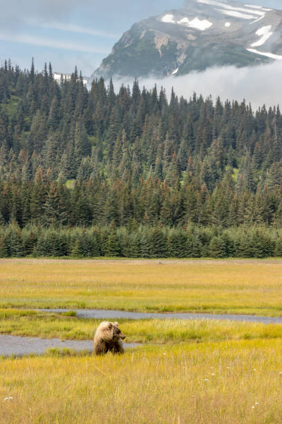 istock Lake Clark National Park Bears 1364288820