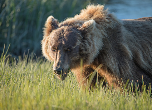 portrait of a brown bear on the background of the forest