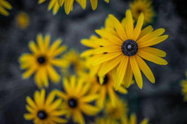 Fondos De Flores De Alta Definición - Banco de fotos e imágenes de stock - iStock Fondos De Flores De Alta Definición - Banco de fotos e imágenes de stock - iStock