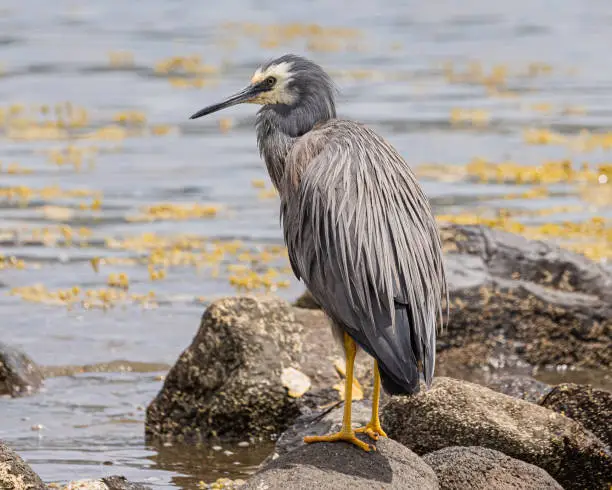 Photo of White-Faced Heron