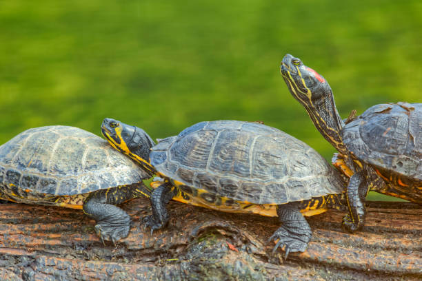 The red-eared slider or red-eared terrapin (Trachemys scripta elegans) in a pond, high angle view