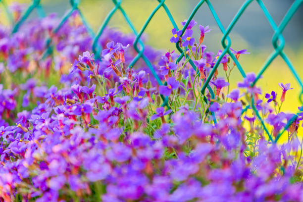 Flower garden in Victoria on Vancouver Island, British Columbia
