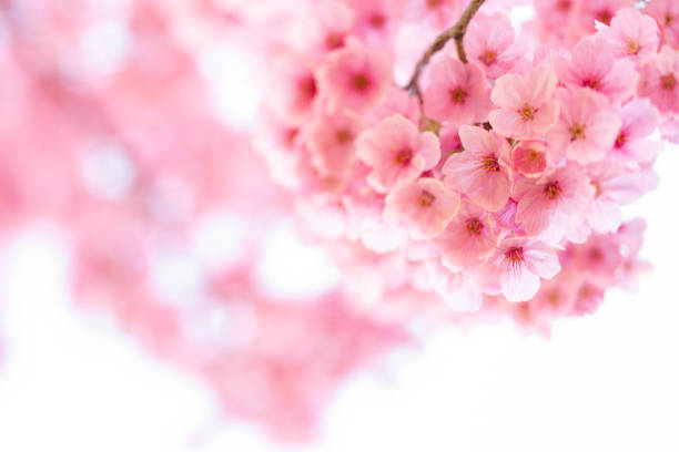 istock Pink Cherry Blossom Close Up 1364297775