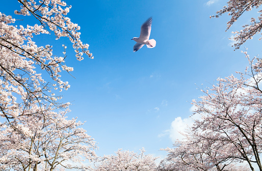 Tokyo - Japan, April 3, 2019: old japanese man feeding seagulls at Shinobazu pond, ueno park, tokyo