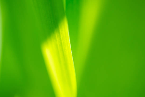 istock Plant green leaf in garden with bokeh background 1364299586