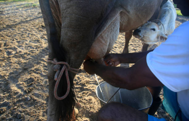 istock cowboy milking me dairy cow 1364301925