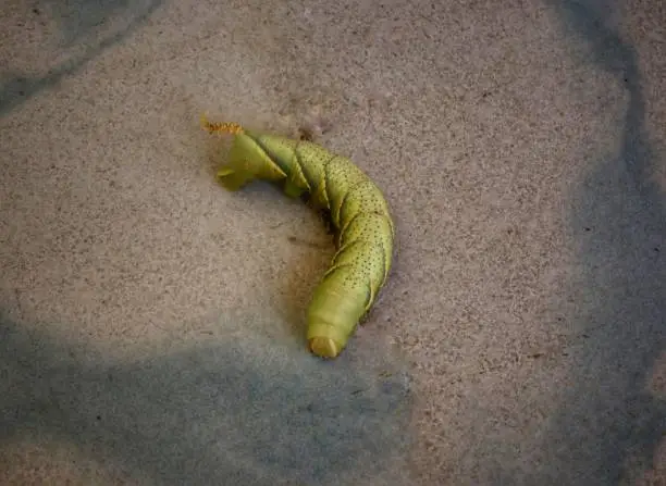 Green small death's head hawkmoth