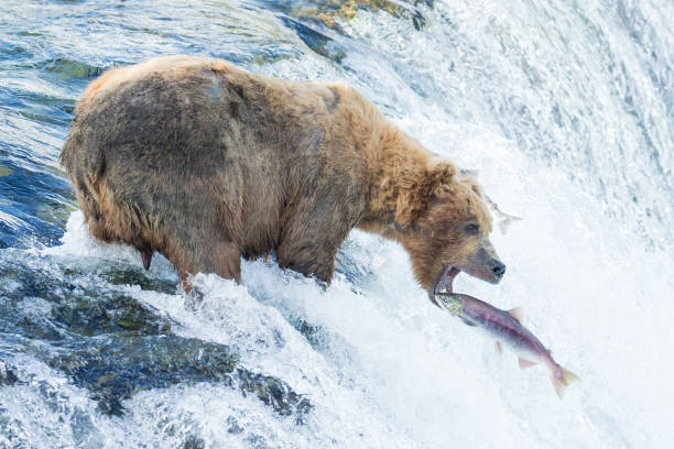 istock brown bear catching salmon in the falls 1364303402