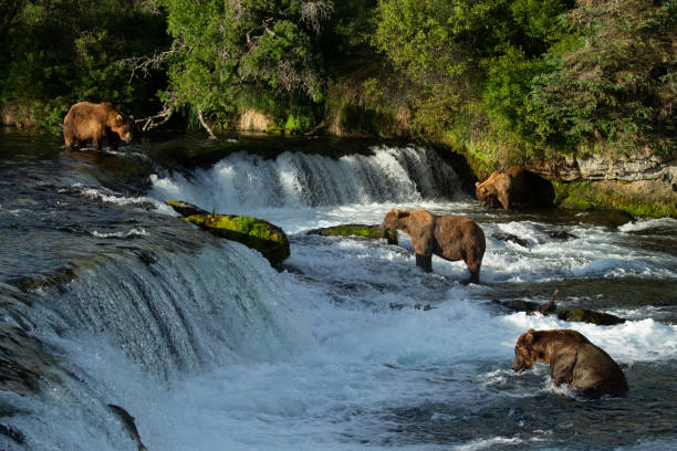 istock bears of Brooks Falls Alaska 1364303505