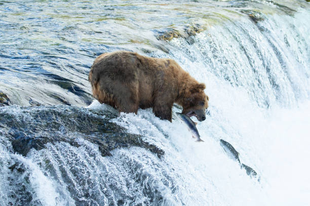 istock bear standing in Brooks Falls catching Salmon 1364303556