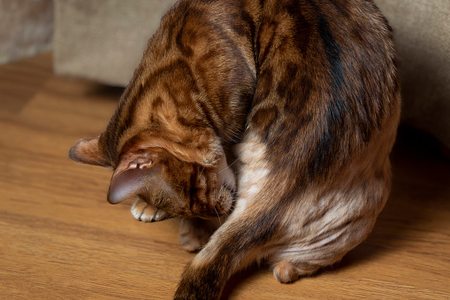 A Bengal cat licks its fur and bites fleas. The concept of infecting the skin of a pet. Alopecia and neurodermatitis on the animal's skin.