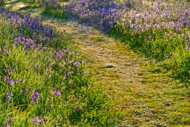 Wildflowers in a Victoria park meadow on Vancouver Island, British Columbia