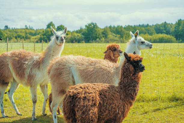 istock Cute lamas and alpacas in the farm 1364307808