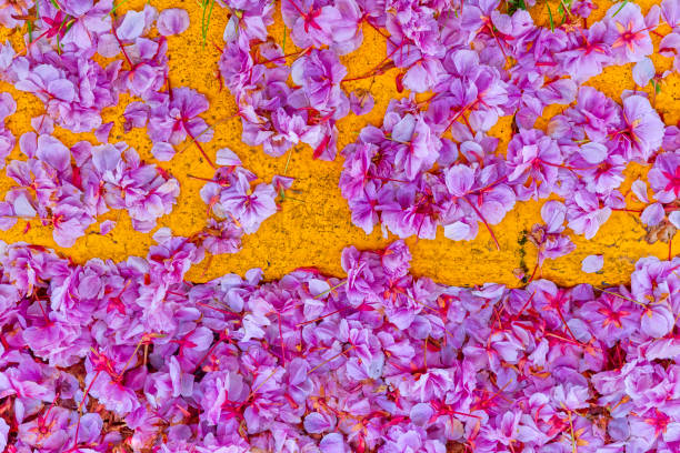 Fallen cherry blossoms along a curb in a residential street in Victoria on Vancouver Island, British Columbia