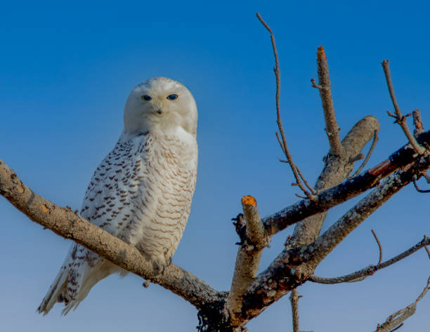istock Snowy Owl on a clear day 1364308603