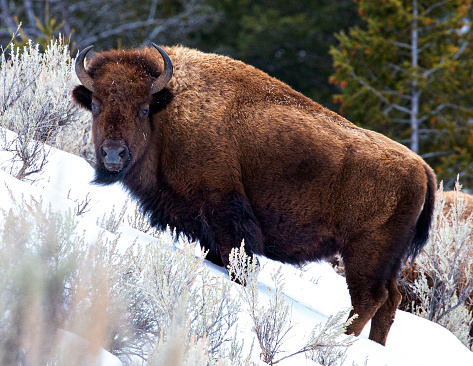 Bisonte de Yellowstone en pendiente photo