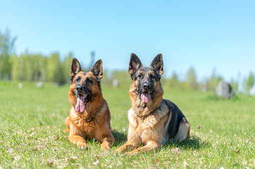 Two German shepherds lying on the green field with their tongues out
