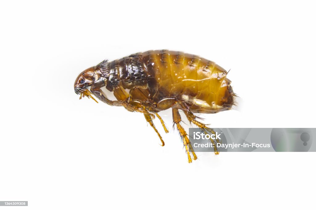 Flea side profile pests for dogs Flea - Insect Stock Photo