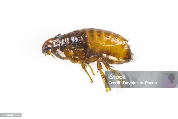 Flea Side Profile Pests For Dogs Stock Photo - Download Image Now - Flea - Insect, Insect, Macrophotography