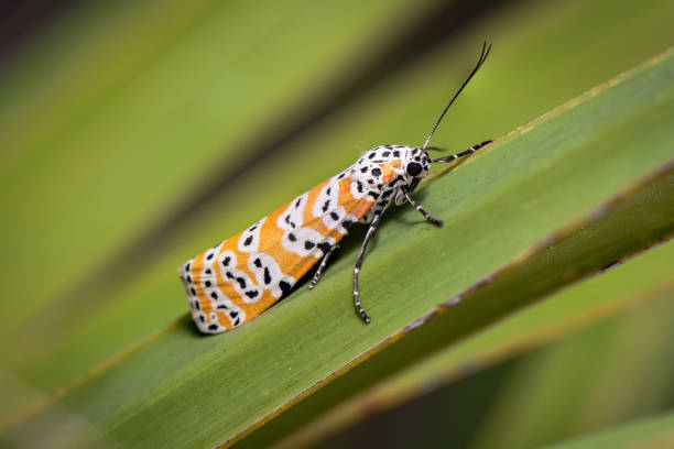 istock Orange Black and White Polka Dot Moth 1364309389