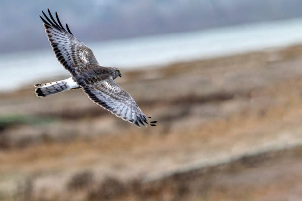 istock Northern Harrier in flight, Delta, BC, Canada 1364309412