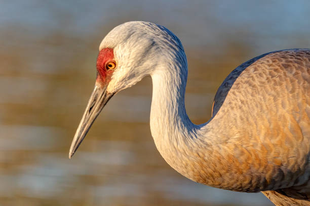 istock sandhill crane, British Columbia, Canada 1364309449