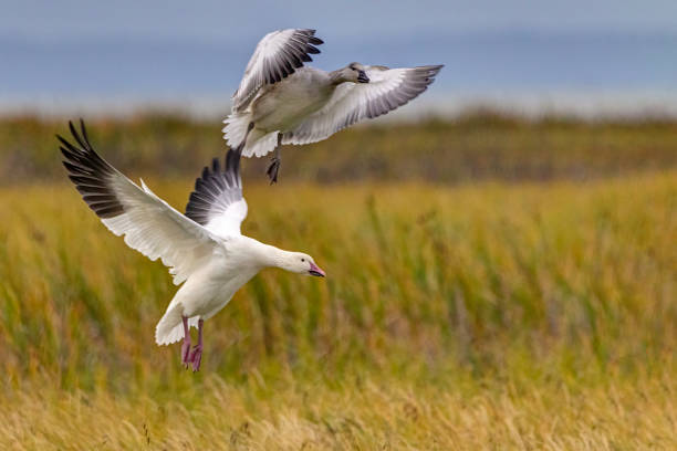 istock snow geese landing in a marsh 1364309459