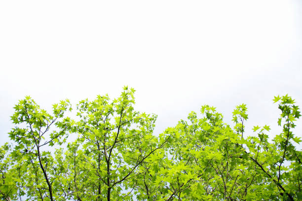 Japan is a country where you can see the world's leading variety of maple species, and there are 27 native species.