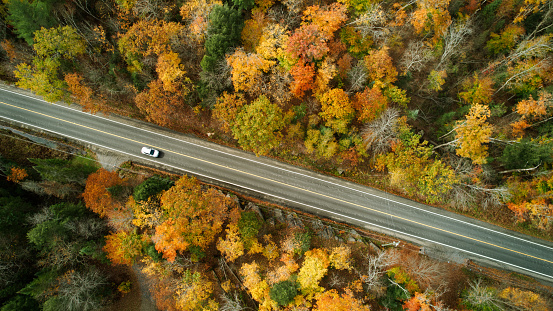 Colourful trees line the edges of roadways in the autumn season.