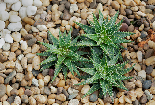 A group of Haworthia, succulent plants for decorating in the rock garden.