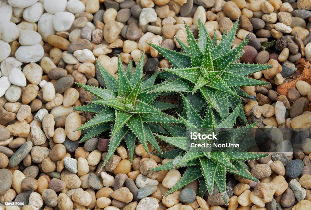 A group of Haworthia, succulent plants for decorating in the rock garden. Haworthia Stock Photo
