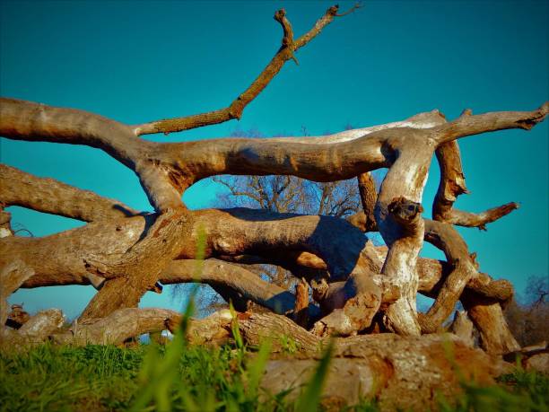 istock Nature's Jungle Gym 1364319223