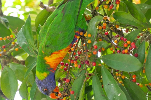 The camouflage of a Rainbow Lorikeet blends in well in this image of one feeding on the red and yellow buds of a fig tree.  This image was taken in Bondi, Sydney in mid-Summer.
