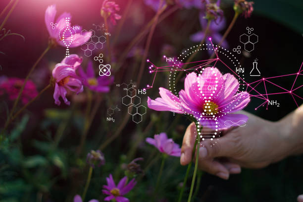 biology laboratory nature and science, hand man touch of nature, flower and plants with biochemistry structure on pink background. - examining medicine healthcare and medicine beauty in nature imagens e fotografias de stock