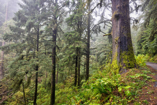 Forest, Trees, Canopy, Olympic National Park, La Push, Walking Path, Trail, Hiking, Beach, Ruby Beach, Forks, Washington, Roots, Texture, Tree Stump,