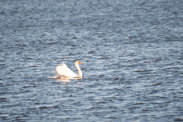 istock Mute swan swimming on pond 1364321828