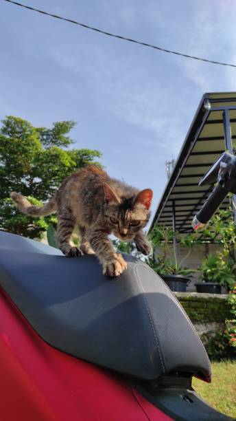 istock Striped cat sitting - Stock photo 1364324601