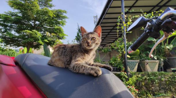 istock Striped cat sitting - Stock photo 1364324627