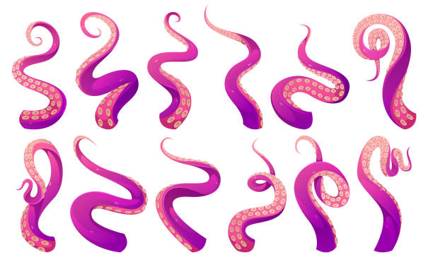 ilustraciones, imágenes clip art, dibujos animados e iconos de stock de tentáculos de pulpo aislados, palpos de calamar kraken - octopus tentacle isolated white