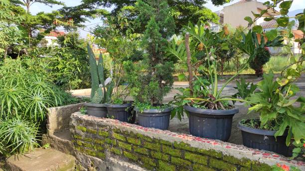 istock Ornamental plants on pots - stock photo 1364325517