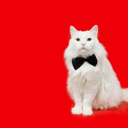 A White Fluffy Maine Coon Cat Sitting Face Forward In A Black Bow Tie A White Fluffy Maine Coon Cat Sitting Face Forward In A Black Bow Tie