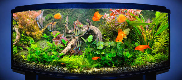 goldfish in freshwater aquarium with green beautiful planted - hobbies freshwater fish underwater panoramic imagens e fotografias de stock