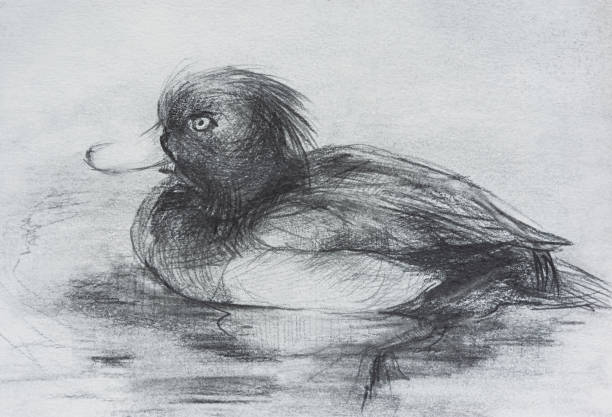 rysunek ołówkiem kaczki. - duck beak humor drawing stock illustrations