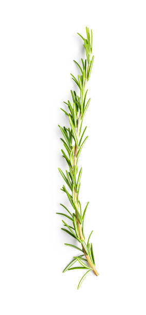 istock Green rosemary branch. 1364338702