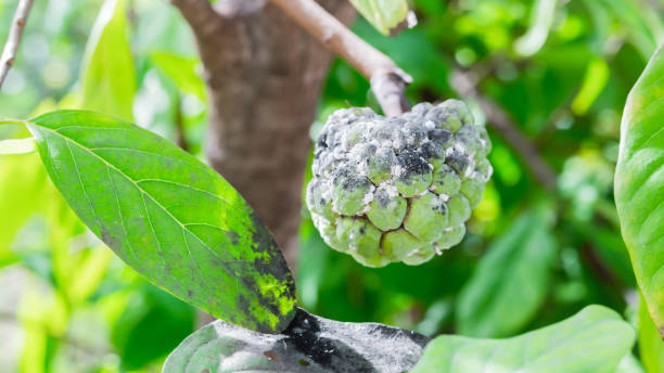 Annona fruit that was destroyed by pests stock photo