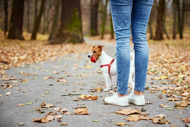 istock Dog walking in autumn park with his owner 1364340582