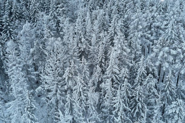 istock Beautiful winter forest with snowy trees, aerial view 1364340620