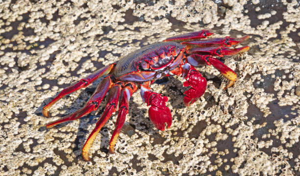 istock Moorish Crab or Red Crab (Grapsus adscensionis) on Lanzarote island 1364341840
