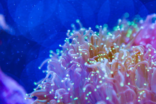 Hermosas flores de mar en el mundo submarino con corales photo