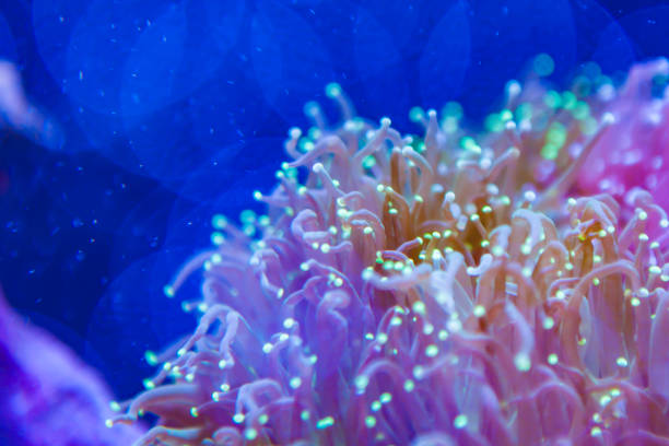 bellissimi fiori di mare nel mondo sottomarino con coralli - cnidarian foto e immagini stock